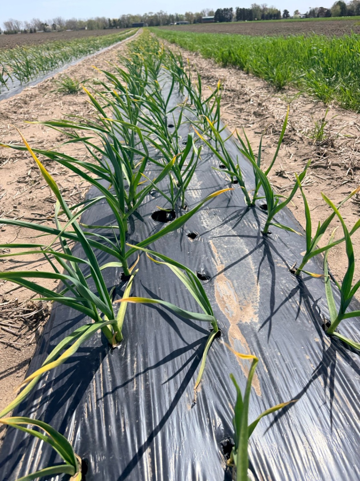 Rows of garlic growing through black plastic mulch, with several plants showing yellowing leaf tips in a cultivated field.
